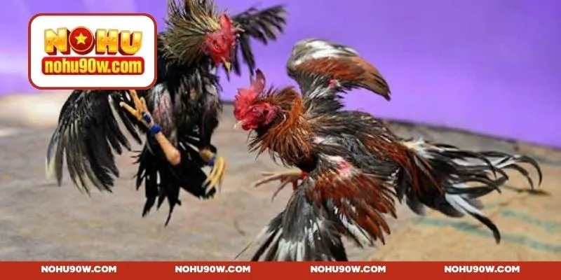 MCW đá gà - Đấu trường đỉnh cao cho hội viên đam mê