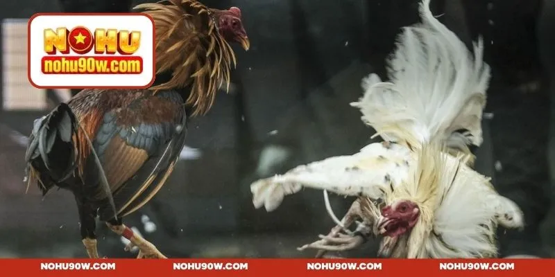 Tổng hợp một số trận đấu đá gà 4K phổ biến